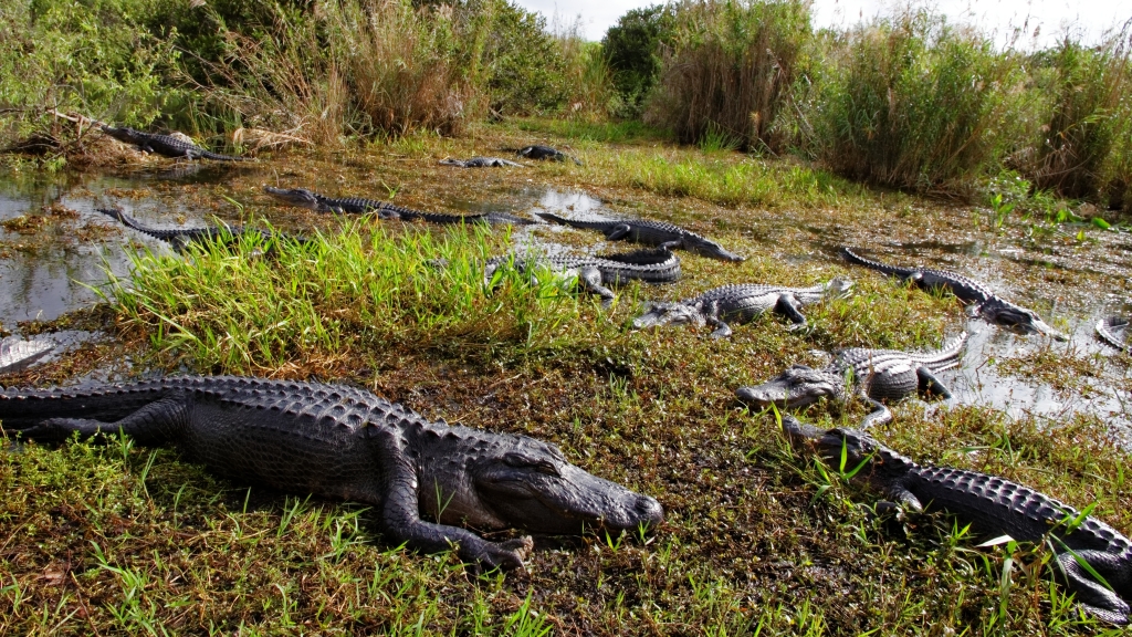 02 - Everglade NP (77).jpg